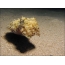 Cuttlefish eduze ngezansi