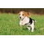 Beagle (šteňa)