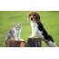 Beagle және котенок