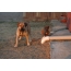 Boerboel و dachshund