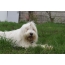 Qeni i Bardhë i Rusisë Jugore