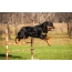 Photo of a rottweiler in a jump