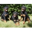 Drie Rottweilers