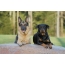 Aworan: Rottweiler ati German Shepherd