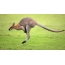 Foto kangaroo
