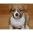 I-Puppy yase-American Staffordshire Terrier