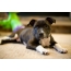 Puppy of American Staffordshire Terrier