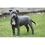 Isithombe: Puppy American Staffordshire Terrier