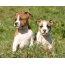 Puppies ntawm American Staffordshire Terrier