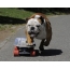 Bulldog në një skateboard