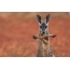 სასაცილო kangaroo