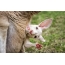 Baby kenguru i pose