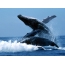 Φωτογραφίες φάλαινας