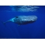 Whale fotosuratlari
