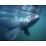 Φωτογραφίες φάλαινας