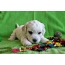 Bichon Frize puppy photo