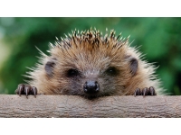 Funny and funny hedgehogs