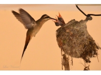 Hummingbird: Birds
