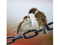 Sparrows: