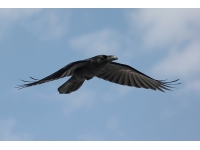 Raven: birds