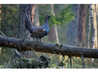 Wood grouse: birds