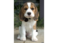 Beagle: Beagle