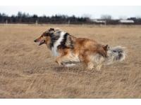 Collie breeds group