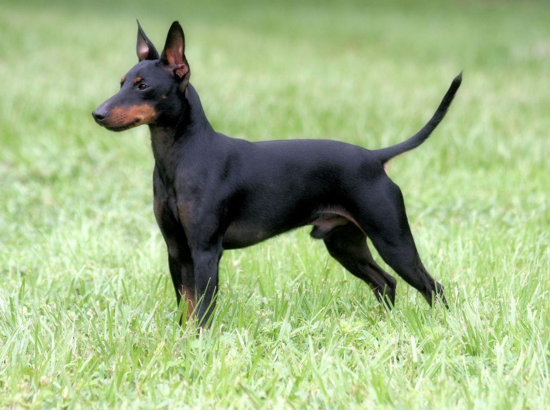 English toy terrier