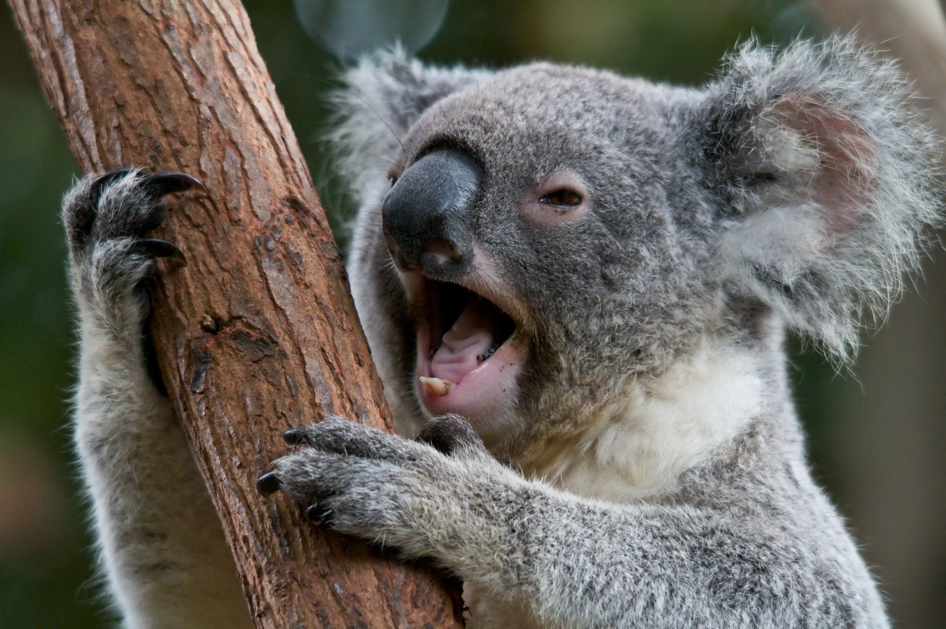 Koala is yawning