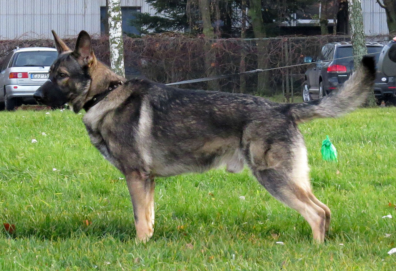 Photo of east european shepherd dog