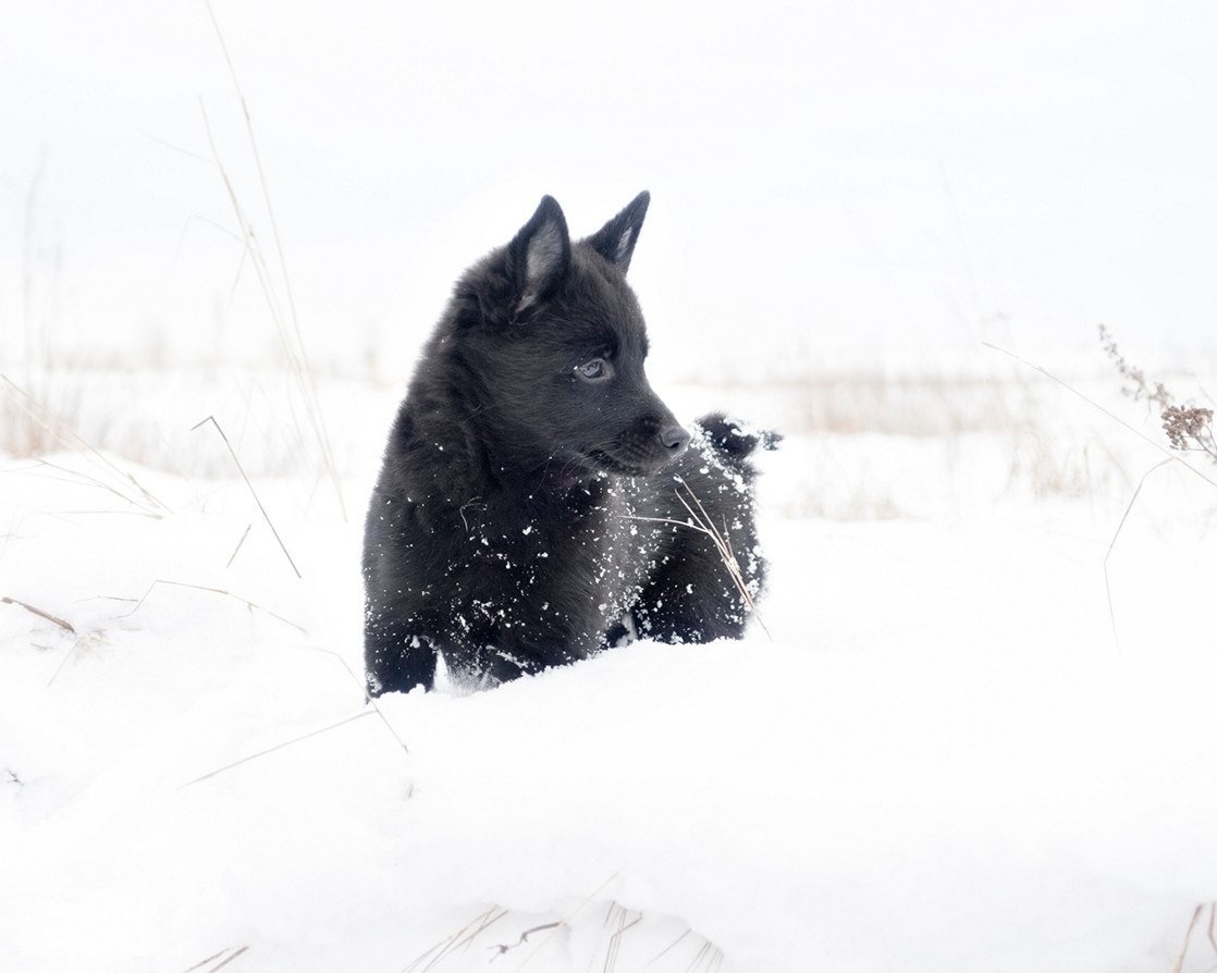 Young shipperke in the snow