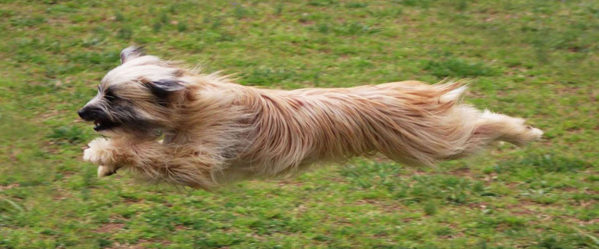 長髪のピレネー牧羊犬の跳躍