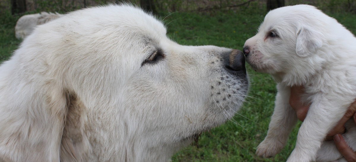 Pyrenean Mountain Dog with a puppy