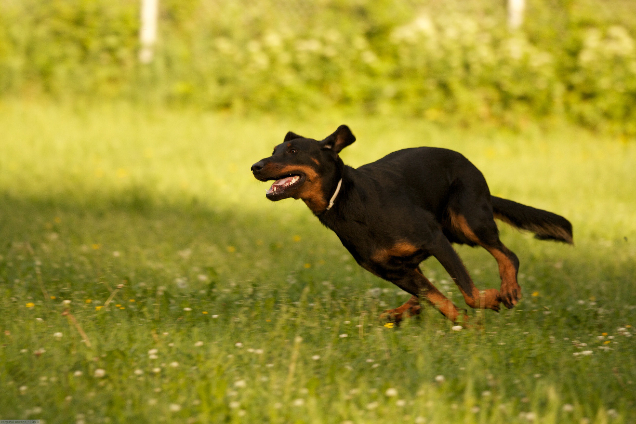 Beauceron playing on the field