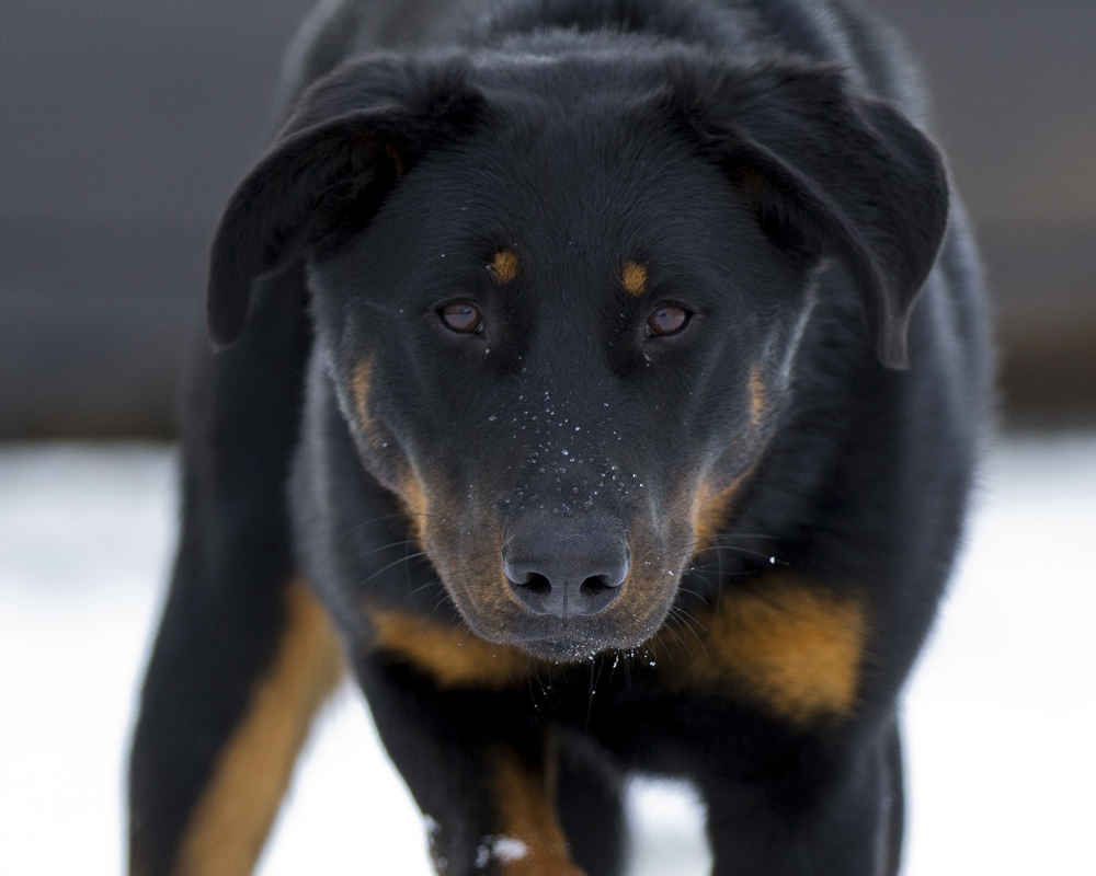 Beauceron or French Shepherd