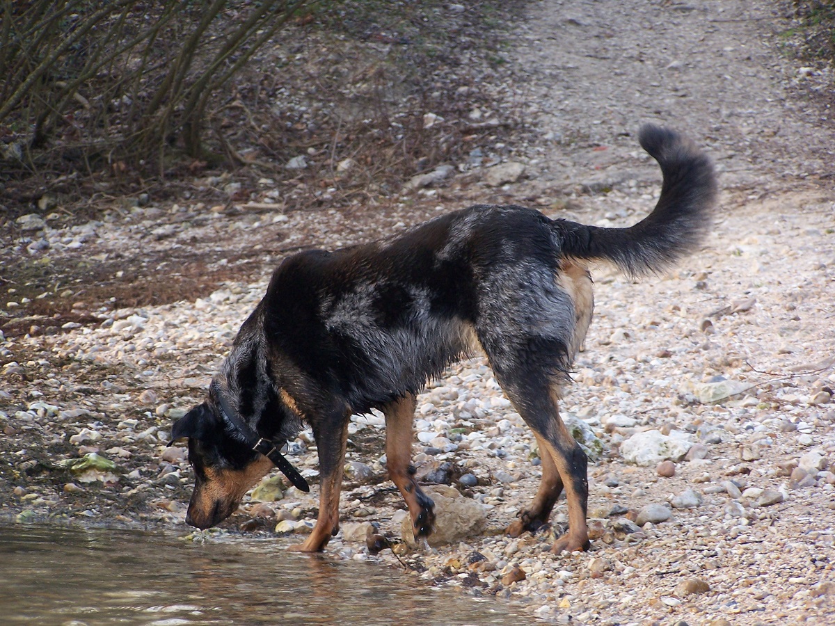 Beauceron by the river