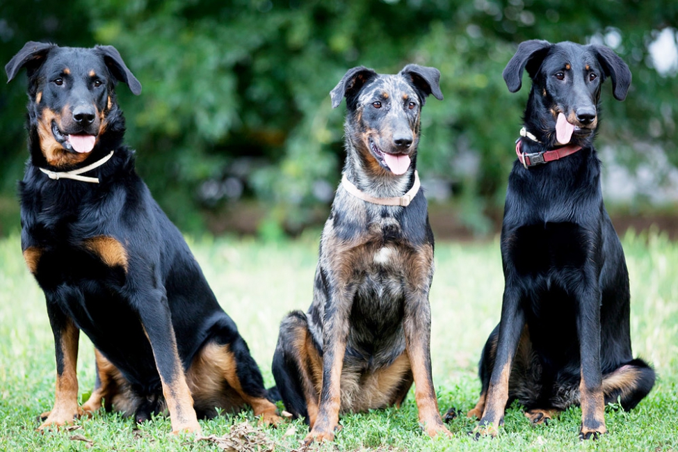 Beaucerona different colors