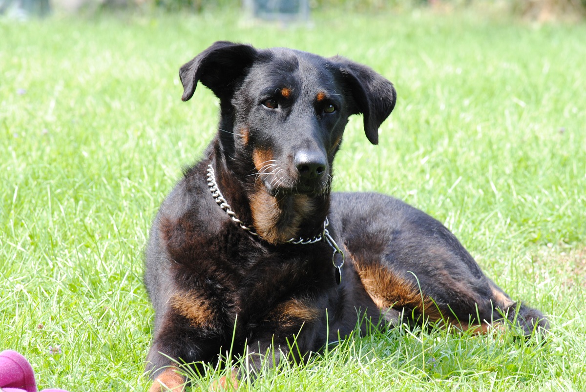 Beauceron resting on the grass