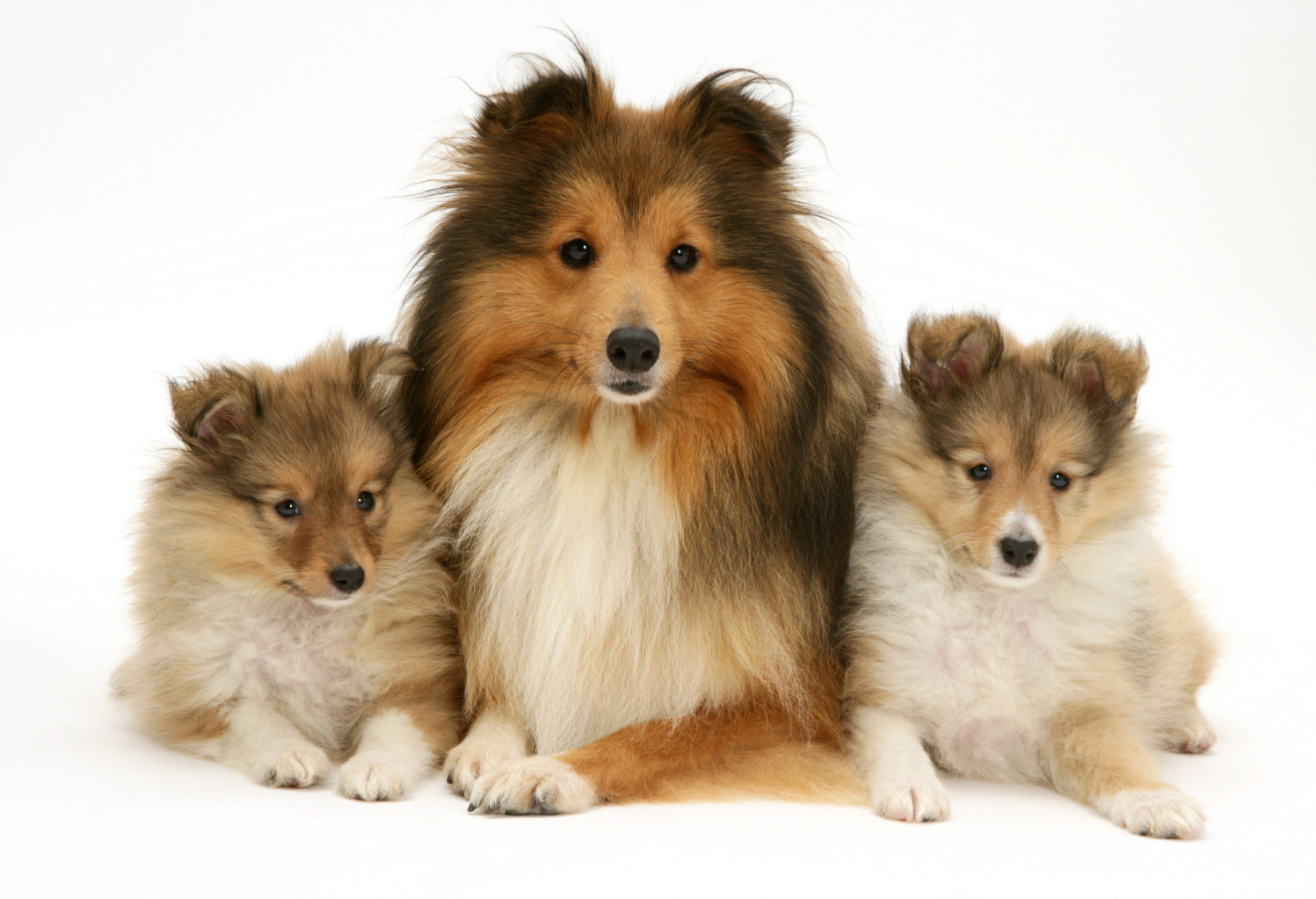 Shelties and puppies