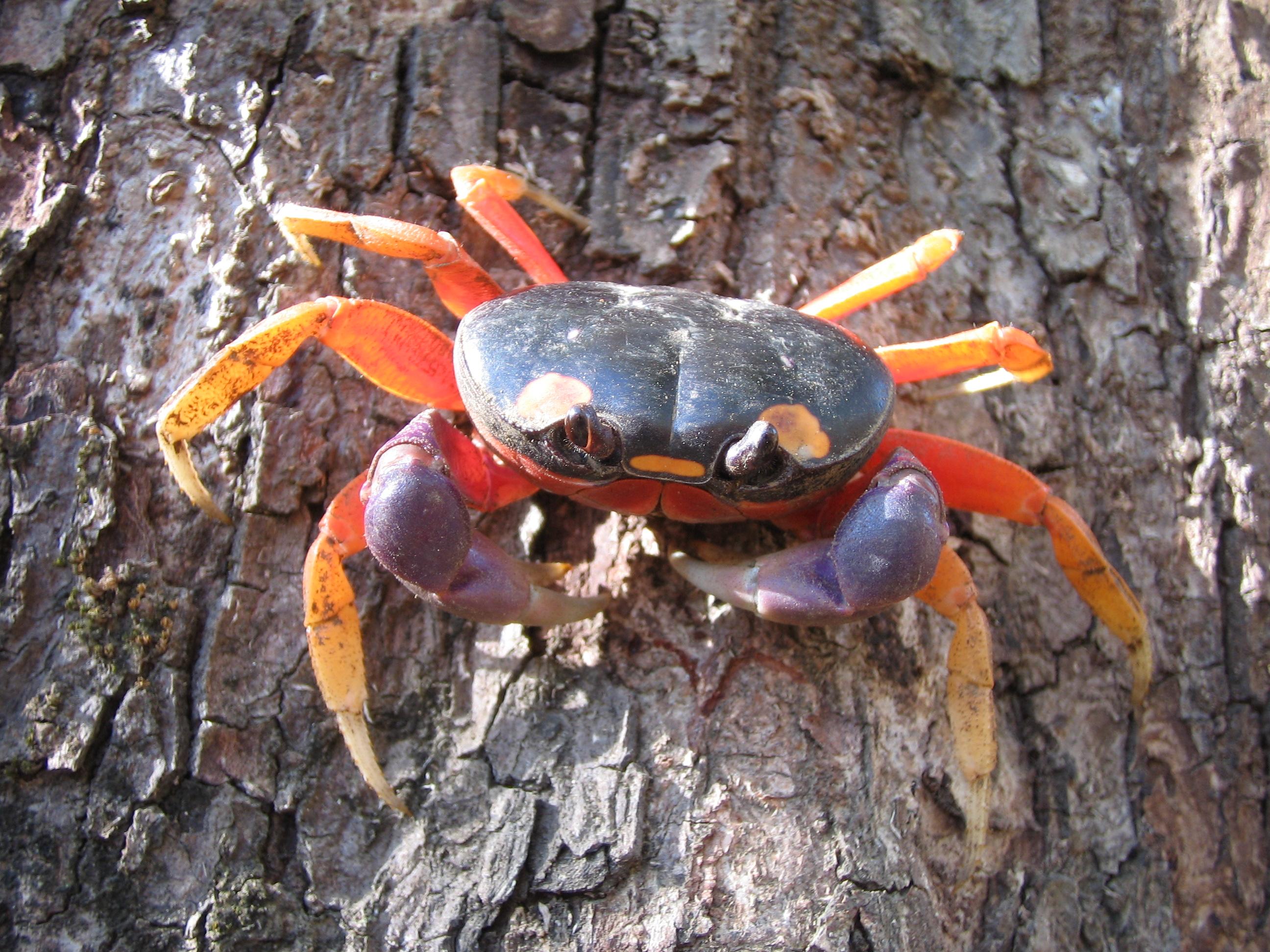 Crab on the tree