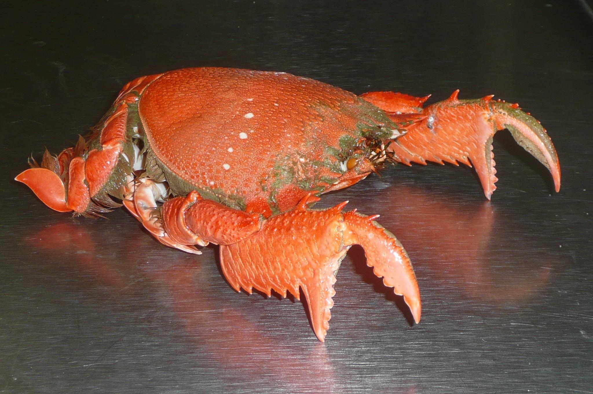 Unique crab