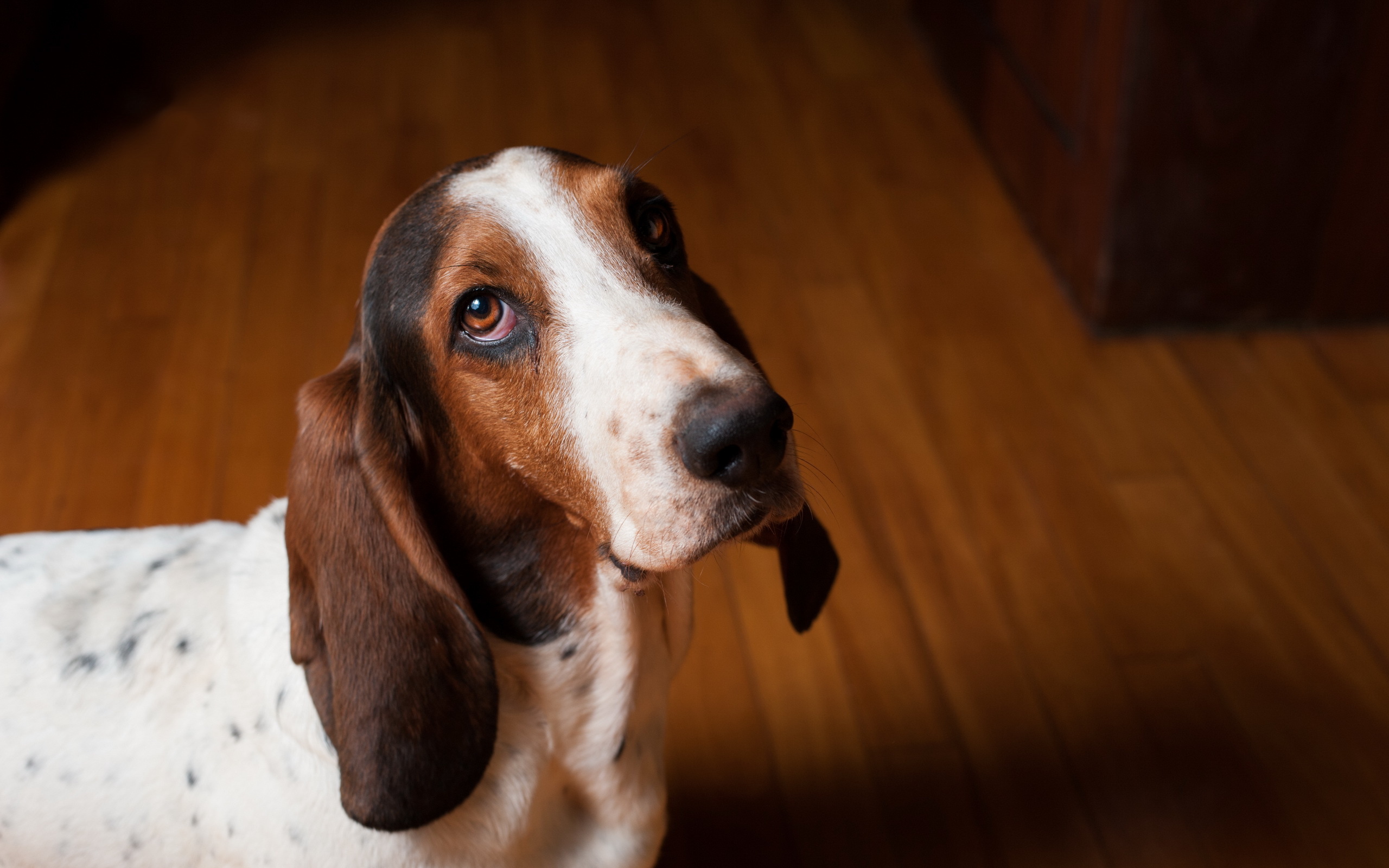 Basset Hound: photo of the look