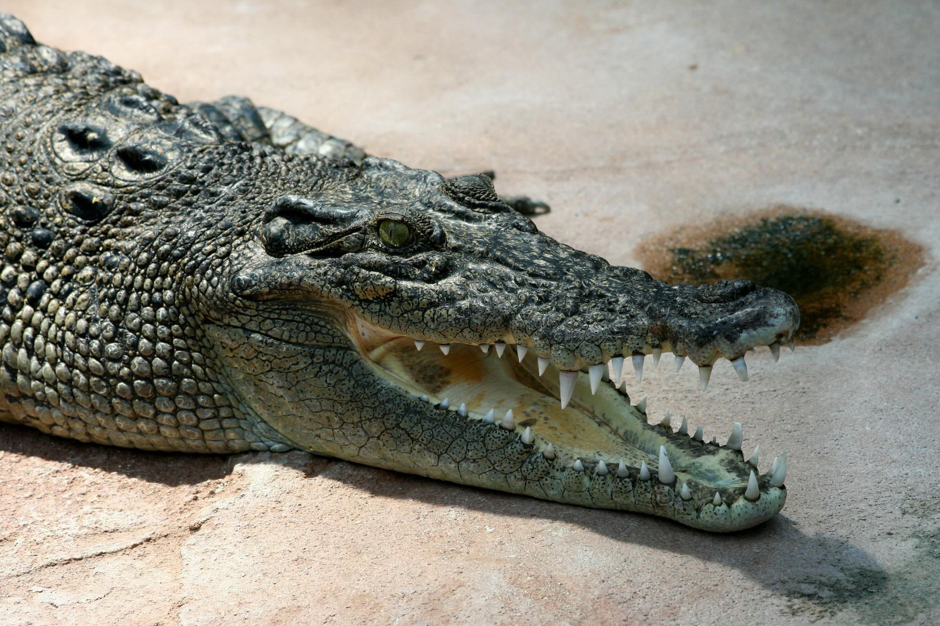 Grazing crocodile