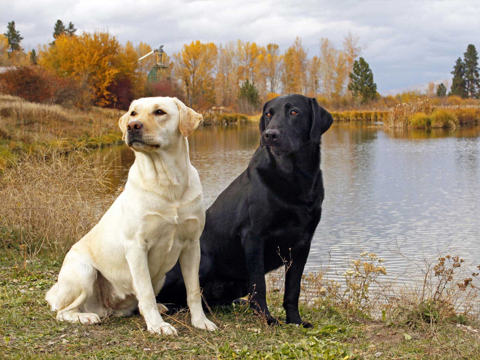 Labrador Retrievers of different colors