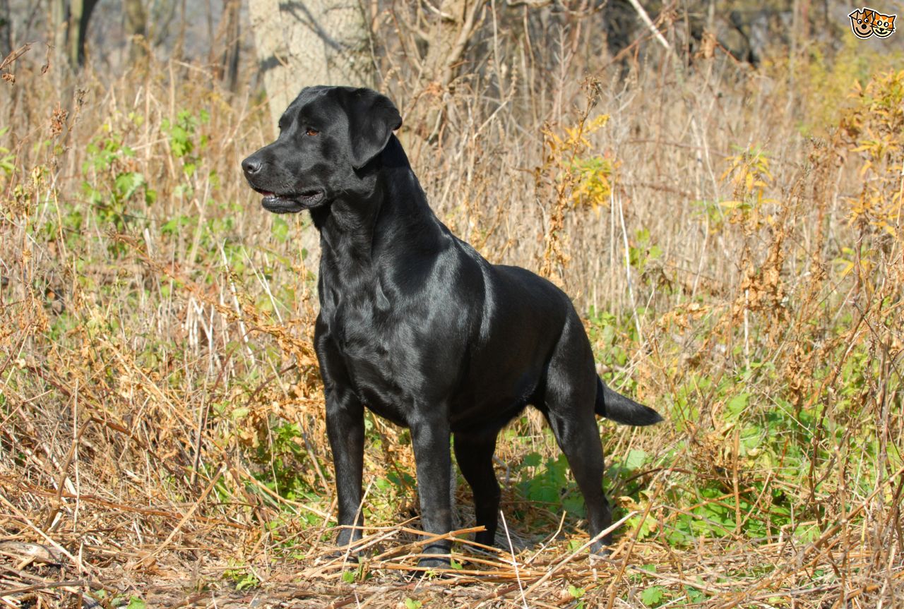Labrador Retriever black color