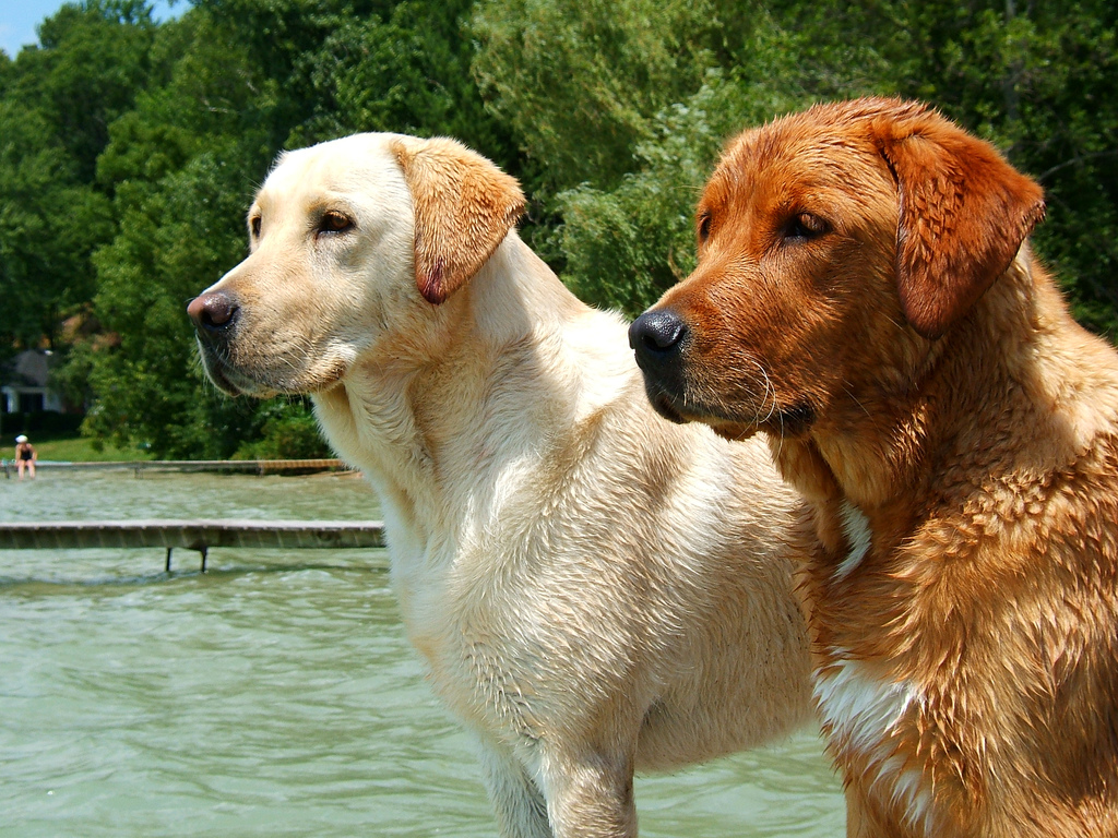 Labrador Retrievers Yellow and Red Colors