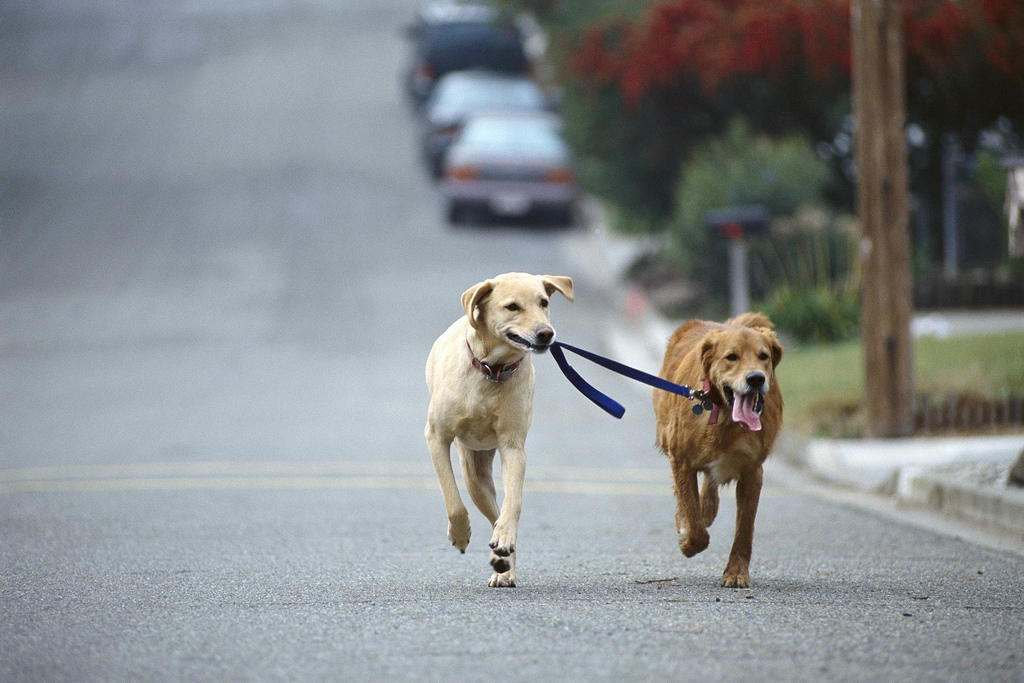 Labrador Retriever: Walking Each Other