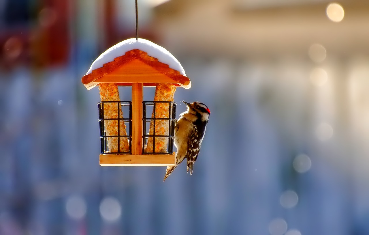 Beautiful winter photo: woodpecker at the feeder