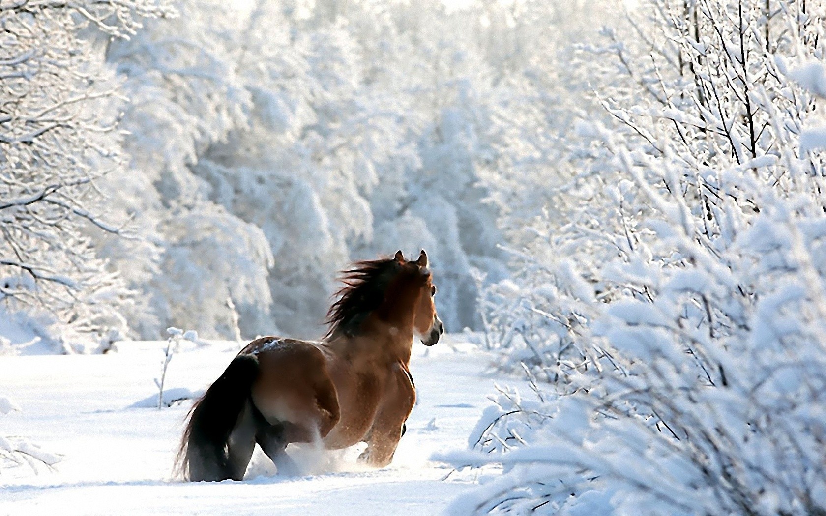 Beautiful photo of winter: horse in a snowdrift
