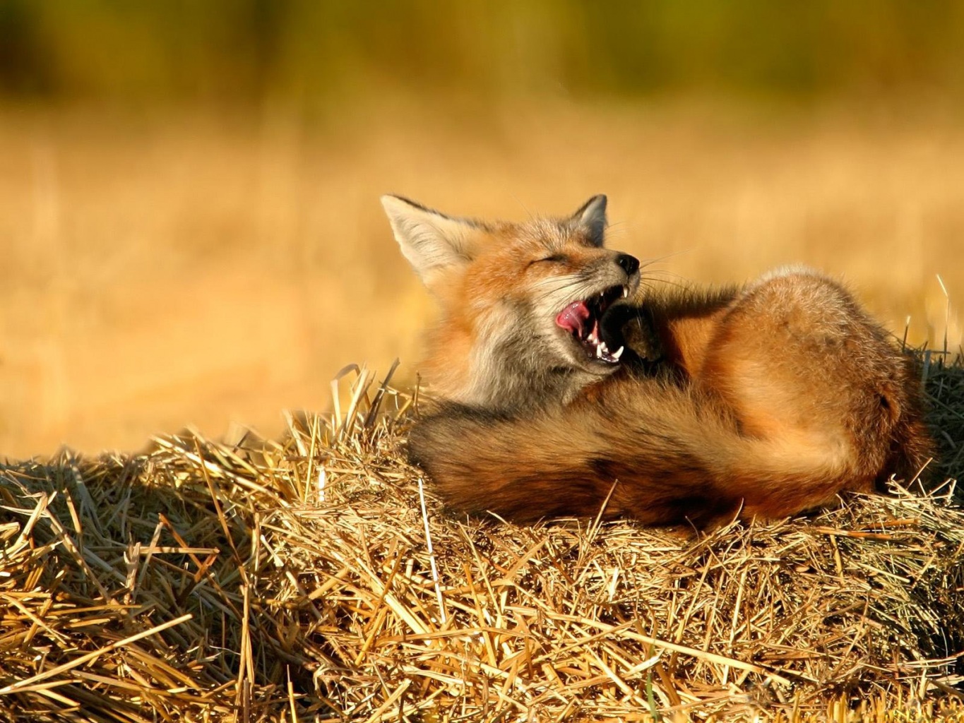 Fox is resting